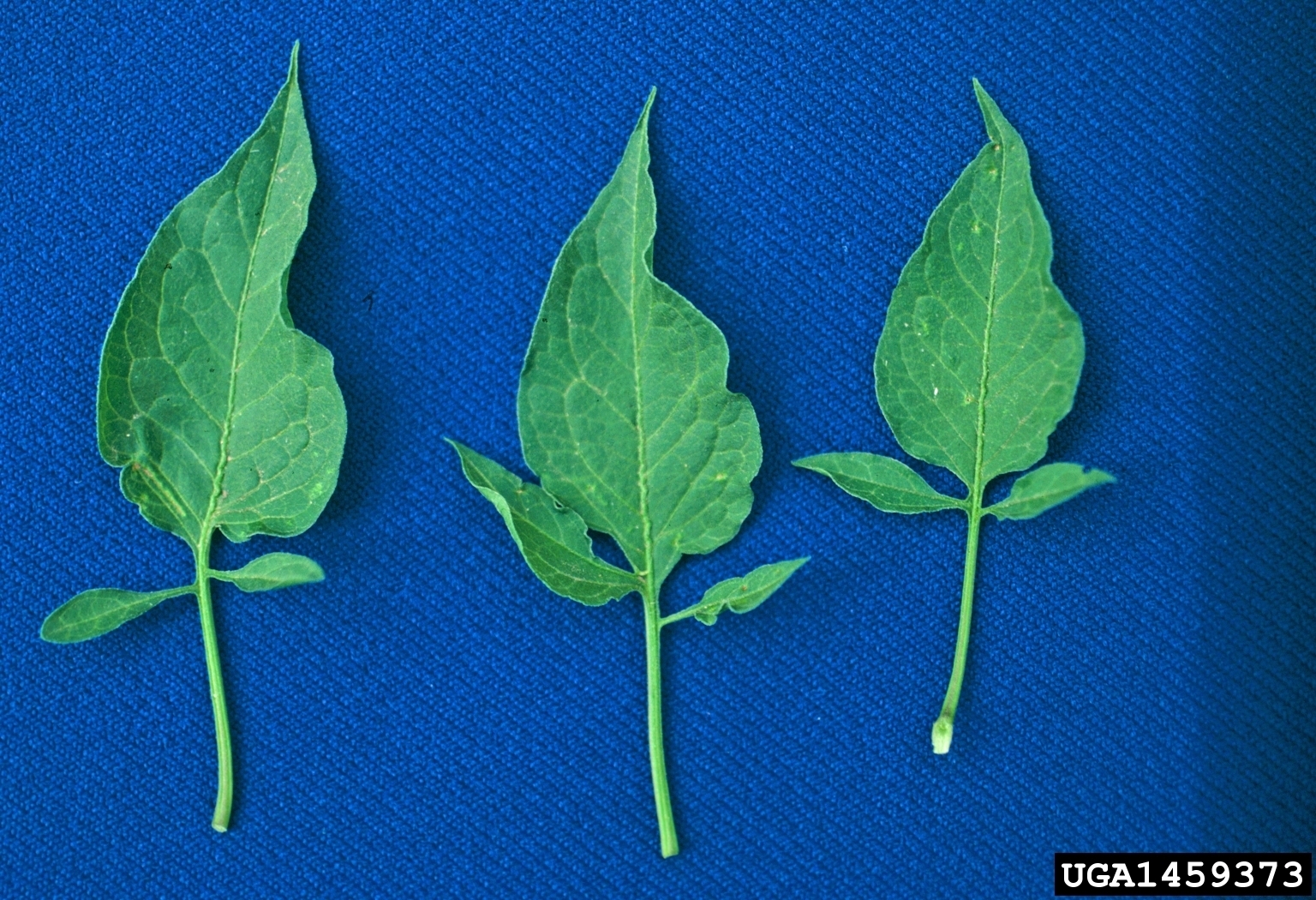 Three green leaves laying next to one another on a blue ground.