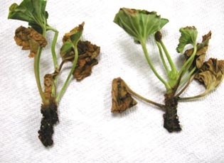Plant cuttings with brown dying leaves.