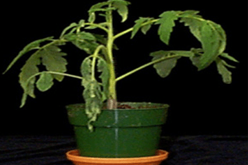 Close up of a tomato plant with wilted leaves