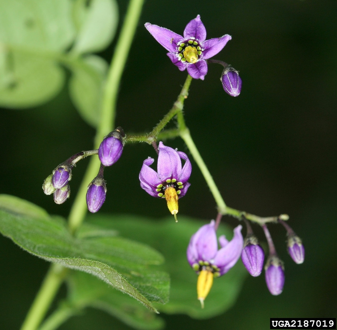 Close up of purple flowers on a bittersweet plant