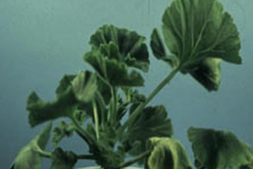 Green geranium plants showing wilting symptoms.