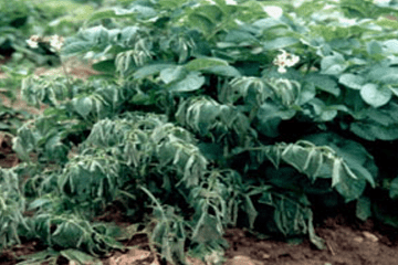 Potato plant with wilting leaves