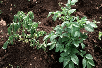 Potato plant with wilting leaves
