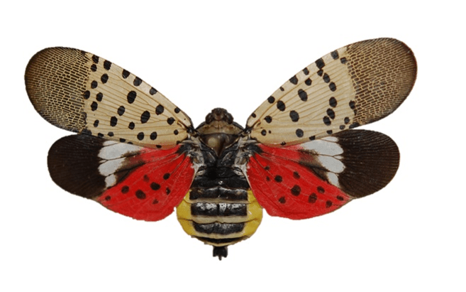 spotted lanternfly