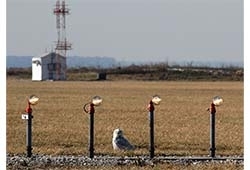 snowy owl
