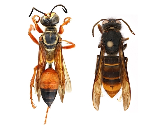 Great golden digger wasp (Sphex ichneumoneus) comparison photos - (left) great golden digger wasp (Sphex ichneumoneus) | (right) yellow-legged hornet (Vespa velutina)