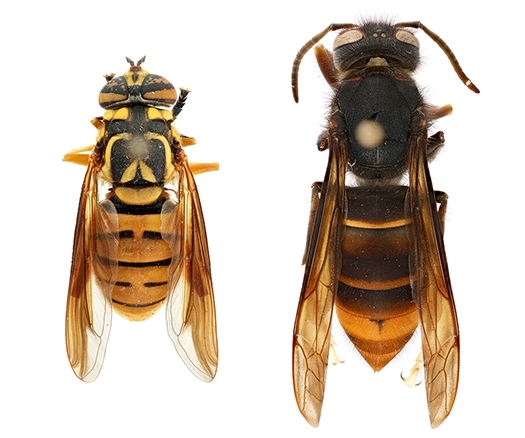 hoverfly (Spilomyia spp.) comparison - left: hoverfly (Spilomyia spp.); right: yellow-legged hornet (Vespa velutina)