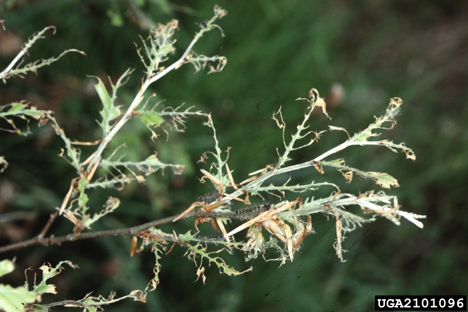 Defoliated oak branch from spongy moth