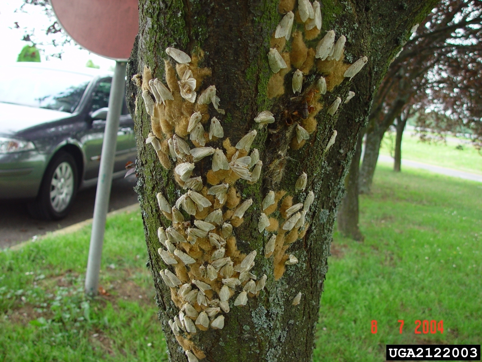 Female spongy moths laying egg masses.