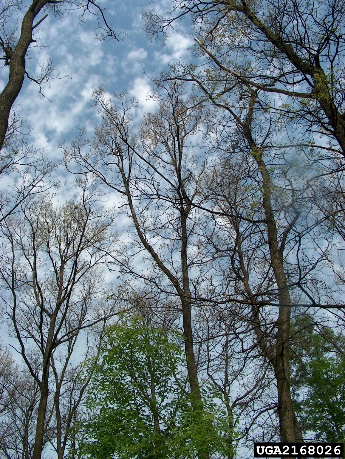Defoliation of tree from spongy moth