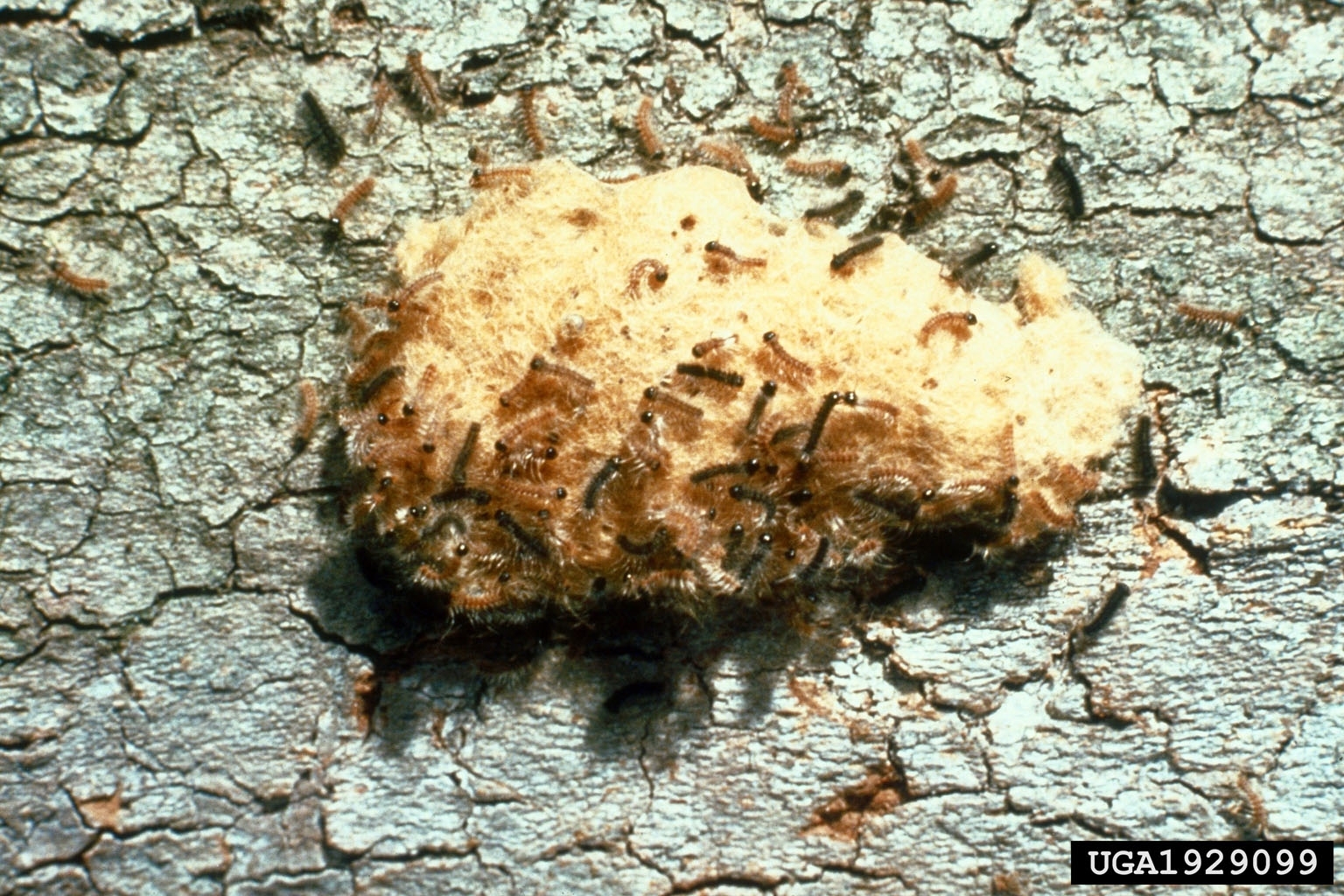 spongy moth instar larva