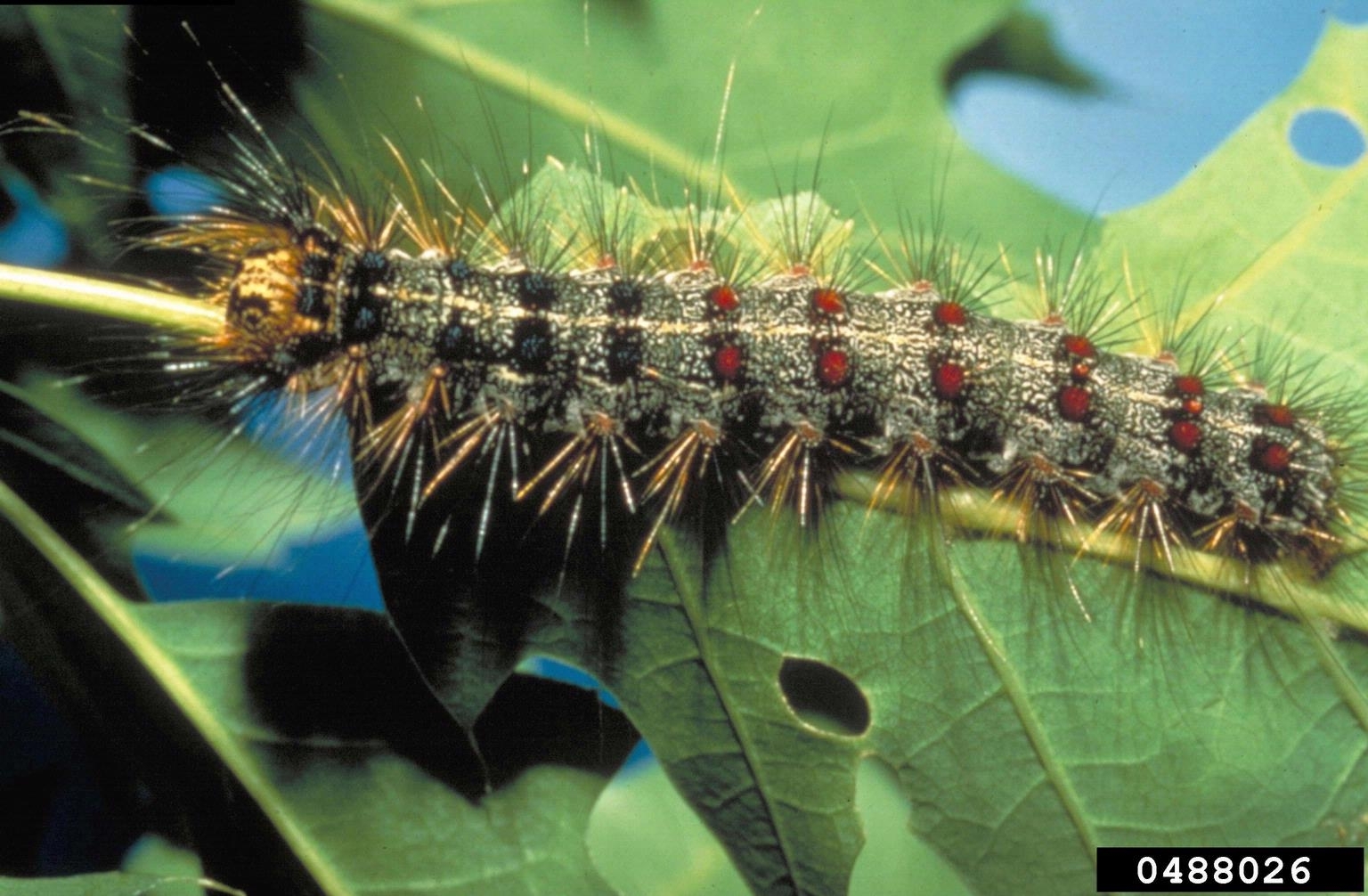 Spongy Moth Larva