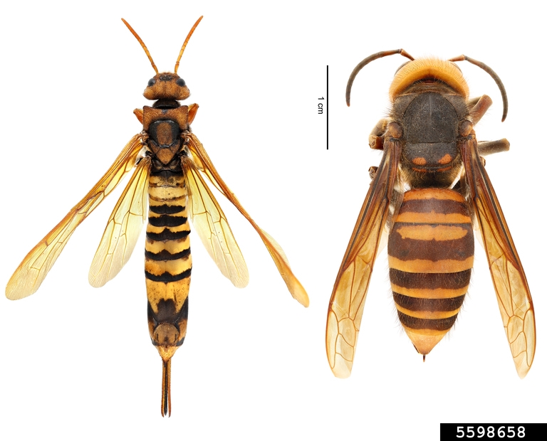 (left) Pigeon tremex (Tremex Columba) | (right) northern giant hornet (Vespa mandarinia)