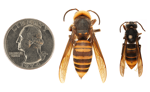 northern giant hornet (Vespa mandarinia) comparison: left: northern giant hornet (Vespa mandarinia); right: yellow-legged hornet (Vespa velutina)