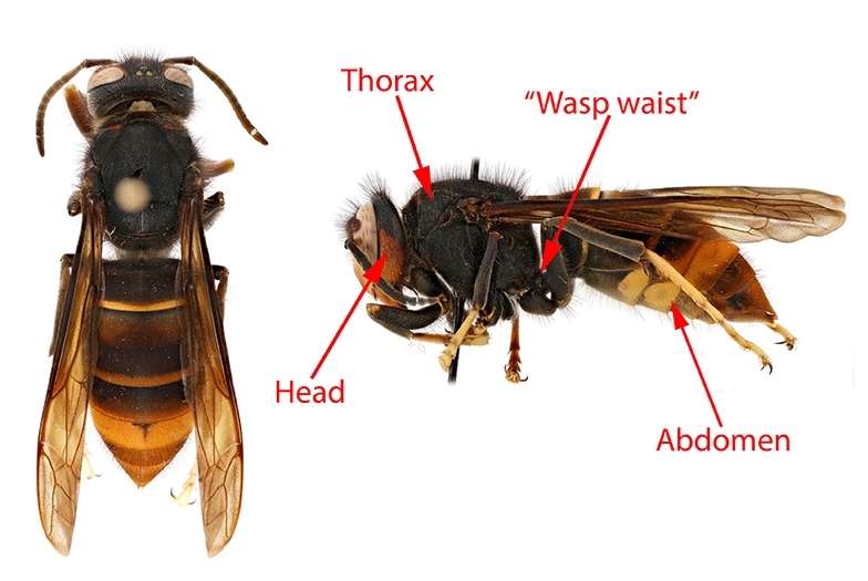 yellow legged hornet distinctive markings yellow legged hornet distinctive markings