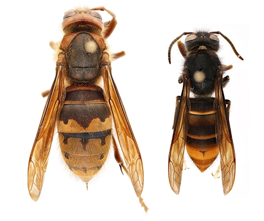 European hornet (Vespa crabro) comparison photos- left: European hornet (Vespa crabro), right: yellow-legged hornet (Vespa velutina)