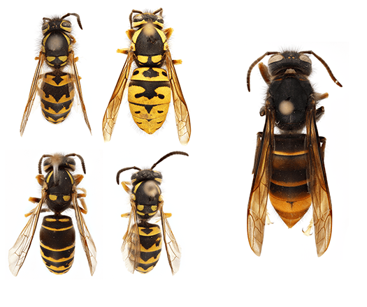 various species of yellowjackets (Vespula spp.) comparison - left: various species of yellowjackets (Vespula spp.); right: yellow-legged hornet (Vespa velutina)