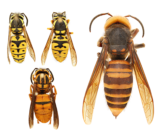 (left) Various species of yellowjackets (Vespula spp.) | (right) northern giant hornet (Vespa mandarinia)