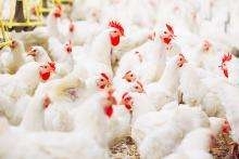 White Chickens - Poultry