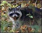 Racoon in the wild