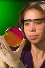 Technician selects a well-isolated Salmonella colony from an agar plate for further characterization