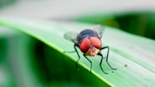 new world screwworm on a leaf