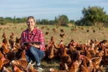 farmer kneeling in a field, holding a tablet in a flock of chickens