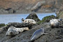 Seals on rocks
