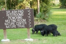 Feral Swine behind a public park sign