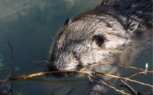 Beaver in water