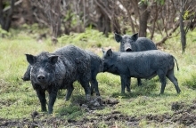 A group of black swine stand in front of a forest