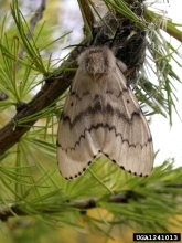 Adult Female Spongy Moth