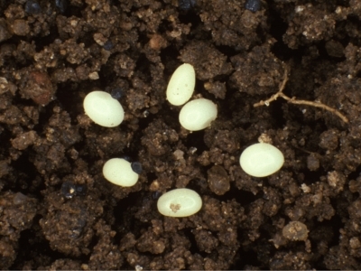 Six Japanese Beetle eggs in dirt. They range from creamy to off-white and are usually 1.5 mm long. The shapes of these eggs vary from ellipsoid to spherical to even cylindrical at times.