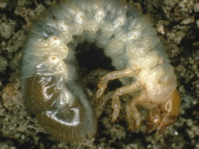 The grub is a creamy white with a yellowish-brown head. It appears translucent, and its body has brown setae and short spines all over. 
