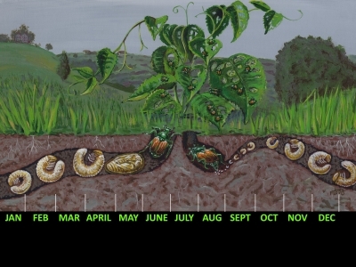Japanese Beetle lifecyle timeline illustration