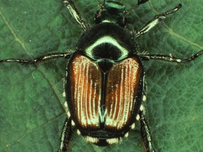Japanese beetle on leaf.  The beetle has a bright appearance due to their color combination – a metallic green head and thorax, and a copper-colored elytra partially covering their abdomen.