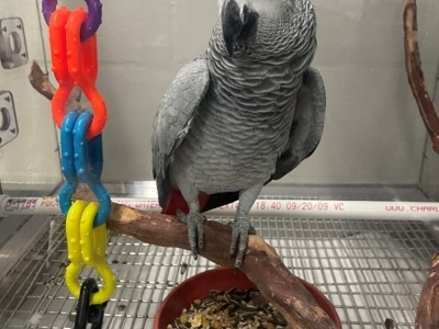 close up image of an African gray parrot perched on a branch in a housing enclosure near a bowl of bird food and a colorful toy in the background