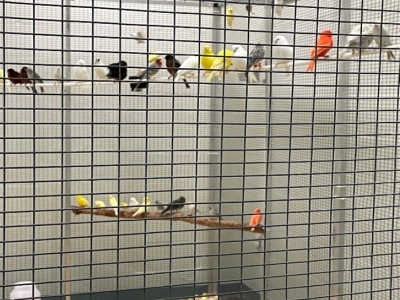 close up image of a group of canaries perched on a branch in a housing enclosure