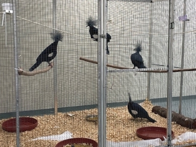 three crowned pigeons perched on branches in a housing enclosure