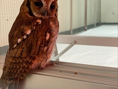 close up image of a screech owl in a housing enclosure