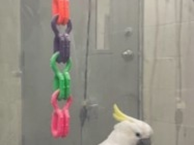 close up image of a sulpur-crested cockatoo in a housing enclosure with a colorful toy hanging behind it