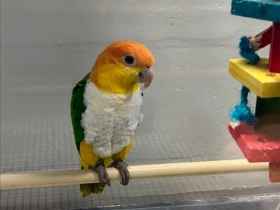 close up image of a white-breasted parrot in a housing enclosure