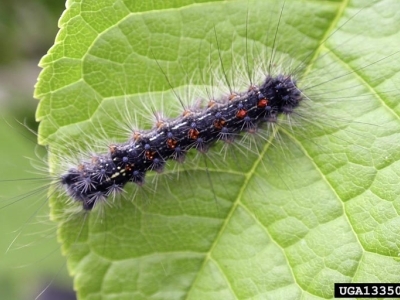 Flighted Spongy Moth Complex larva