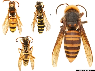 (left) Various species of paper wasp (Polistes spp.) | (right) northern giant hornet (Vespa mandarinia)